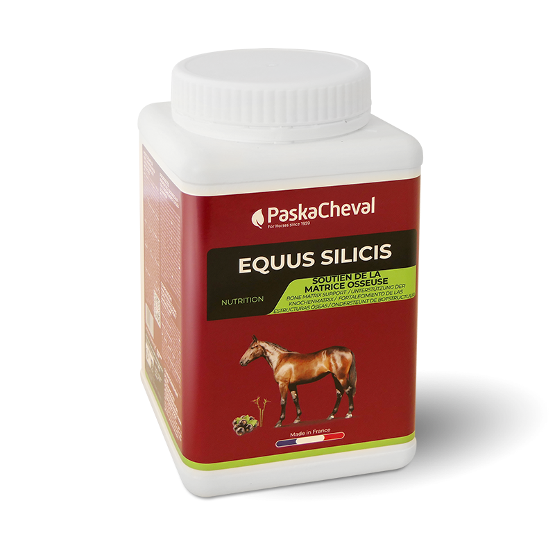 Equus Silicis pferd