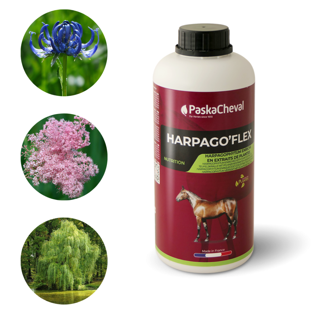 Teufelskralle pferd harpagoflex